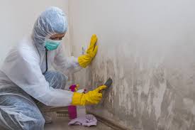 Why You Should Choose Our Mold Remediation Services in Winnie, TX